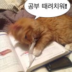[19] 트위터 ㅊㄷㄴ계정들