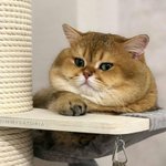 <b>뚱</b>냥이 귀여워