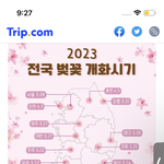 벚꽃 4월 4일쯤에도 많이 피어 있을까??
