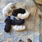 [드루와] <b>진돗개</b> 좋아하는 판녀있냐?