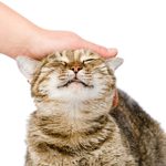 [NCT드림] 드프 전원 재미니 쓰다듬기1000번 <b>실시</b>