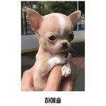[드루와] 더글로리 강아지 캐스팅 <b>버전</b>
