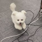 [NCT드림] <b>전선</b> 점프하는 대갈이........