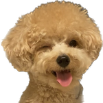 [강아지] 우리집 강아지 사진 쫌 <b>기여움</b>