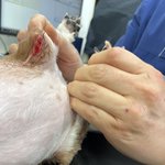 신촌 애견 미용 사고 너무 속상합니다 ㅠ