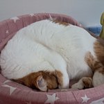 나의 동거묘 <b>도칠</b>이는 잘 지내고 있음.