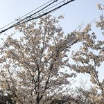 삼모 D-1인 <b>고삼</b>
