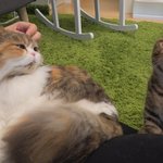 루루랑 <b>츄츄</b> 닮은 고양이