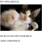 [댓글부탁해] 렝즈 <b>개눈</b>같은지 좀 봐줘