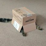 고양이는 원래 다 <b>이러</b>냥