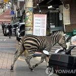 동물원 탈출 얼룩말 <b>대낮</b> 서울 도심 소동