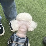 미용맡겼는데 미용사가 말도 없이 <b>뒷통수</b>를 밀어버렸어요. (+추가글...