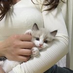 [고양이] <b>확대</b>범 자진신고