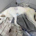 만취 차량에 반려견 척추 부러져…가해자측 “소송하자”