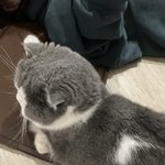 <b>거양</b>이는 왜 두피도 귀여울까