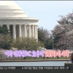 봄봄봄 봄이 왔어요…미국서 벚꽃 꽃망울 '톡톡'