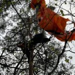 패러글라이딩 20대 여성 나무 위 불시착 구조