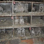 [방탈죄송] <b>펫샵</b>을 위해 자궁이 적출된 루시