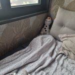 [고양이] 슬기로운 임보생활14[유기묘 임시보호하기]