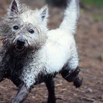 견주들 <b>비명</b> 들리지