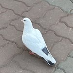 비둘기