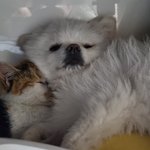 [고양이] 강아지 고양이