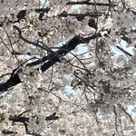 얘들아 나 <b>계절</b>별로 꽃 모아서 압화할건데