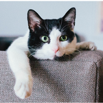 고양이 학대 정황 포착!