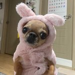 8살 된 <b>치와와</b> 보고가세용~~