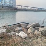 하얀고양이 잃어버린분 계시나요?목포해양대학교<b>부근</b>