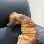 아끼발ㅋㅋㅋ울 <b>집</b> 강아지봐봐 나만 볼 <b>순</b> 앖어