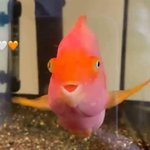 <b>로제네</b> 워터퍼피