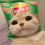 <b>허니</b>
