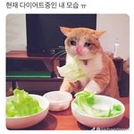 [드루와] 나 1년만에 거의 10키로 찐 비결 알려줌