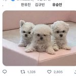 [모두드루와] <b>보</b><b>플</b> 귀여운짤 웃긴짤 다 털고가줘