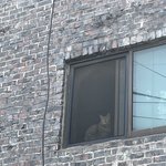아까 고양이 봤는데 볼사람