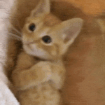 얼뚱아가.<b>gif</b>