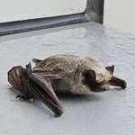 [이것좀봐줘] 회사 사무실에 <b>박쥐</b> 나옴(혐오주의)