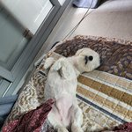 [말티즈] 돌아온 왕<b>티즈</b> 입니다