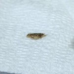 [어떡해야댕] <b>진라면</b> 벌레