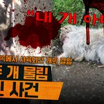 죄가 없다ㅠ 인간이 문제일 뿐.. 내 강아지는 <b>책임</b>집시다!! ㅠㅠ