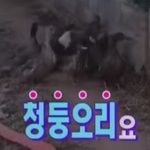 충청도 할머니의 <b>흥정</b>방법