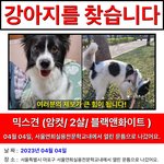 [이것좀봐줘] 강아지 찾습니다.