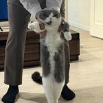 우리 집 고양이 걷는다 이족<b>보행</b>