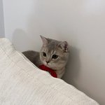 [애완<b>동물</b>] 울집 고영희 사진 대방출