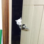 [이것좀봐줘] 억울하게 우산으로 맞아죽은 우리집 고양이 입니다.