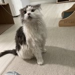 보고싶은 우리집 냥님들❤️