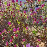 달달검사 (11) - 쉼표(, )/귀신쫏는 무당