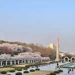 우리학겨 벚꽃<b>명소</b>임