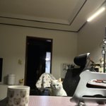 <b>야근</b> 고양이